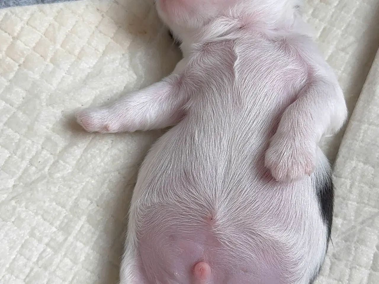 Billede 11 - Ægte Shih Tzu 30. september 2025