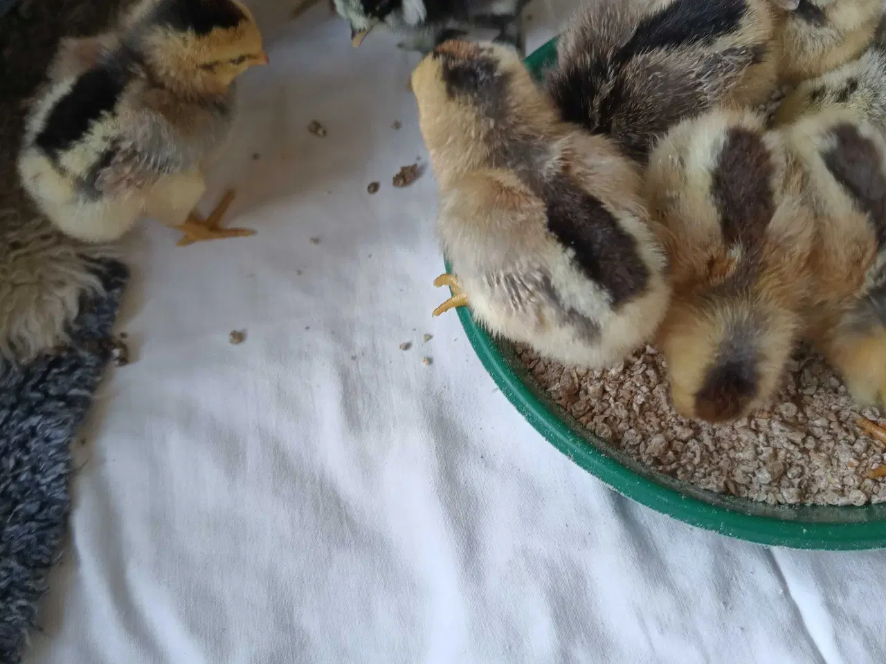 Billede 4 - Dværg mix kyllinger