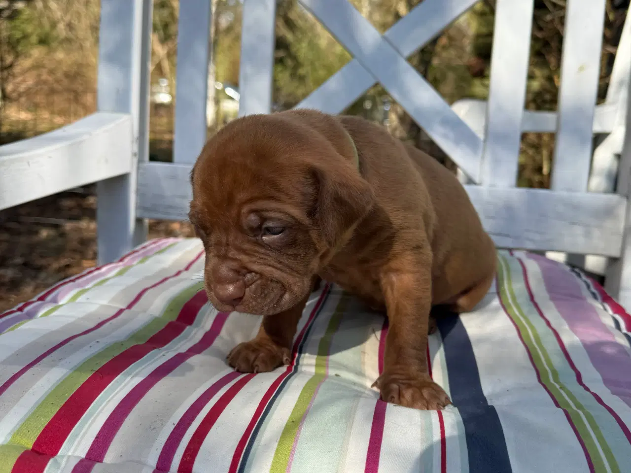 Billede 5 - Smukke fransk mastiff/Dogue de Bordeaux hvalpe 🐾