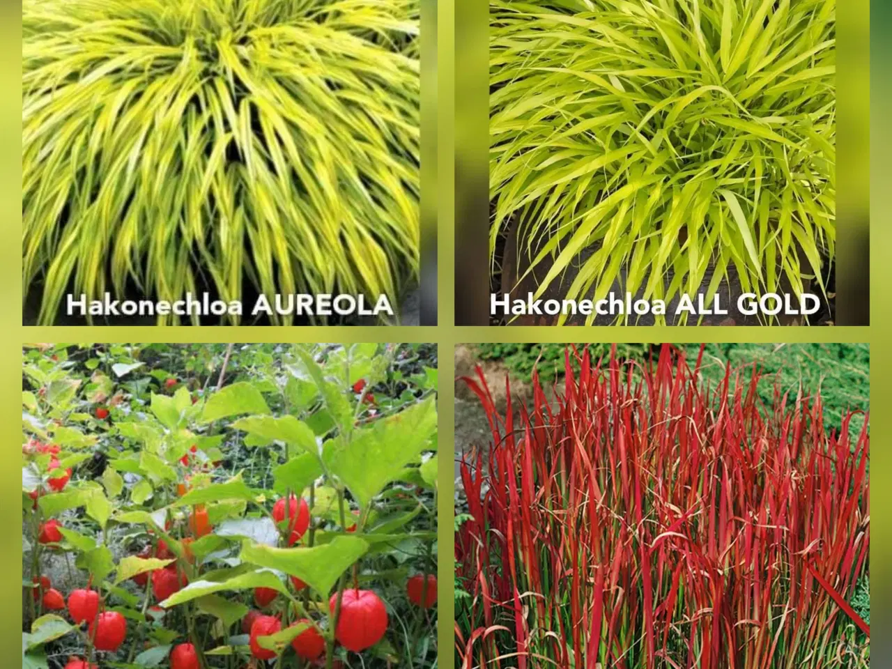 Billede 6 - Prydgræsser planter elefantgræs Little zebra, 