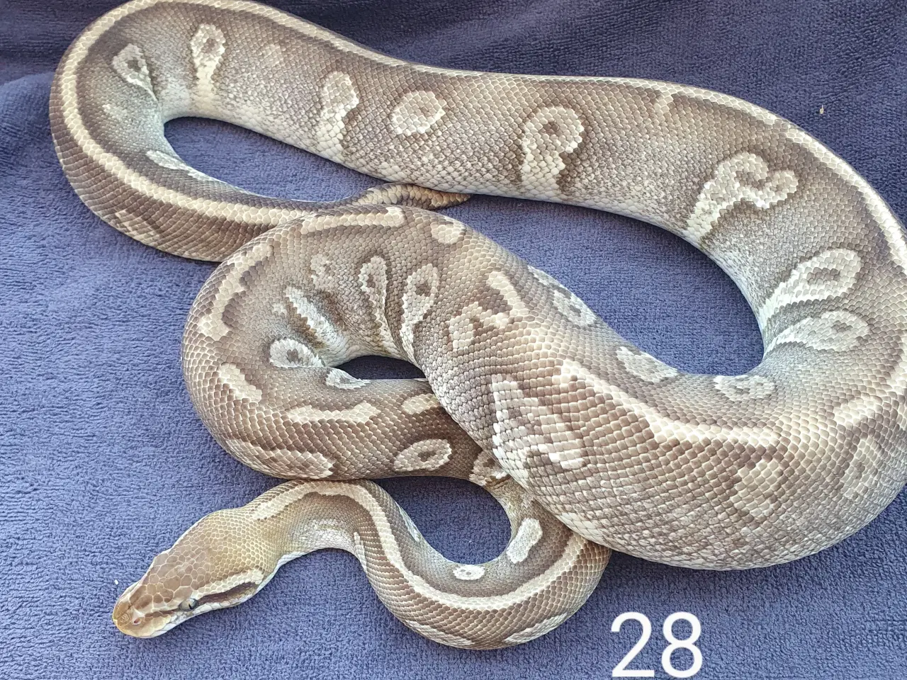 Billede 6 - Pied kongepythons + lidt mere, nye priser 