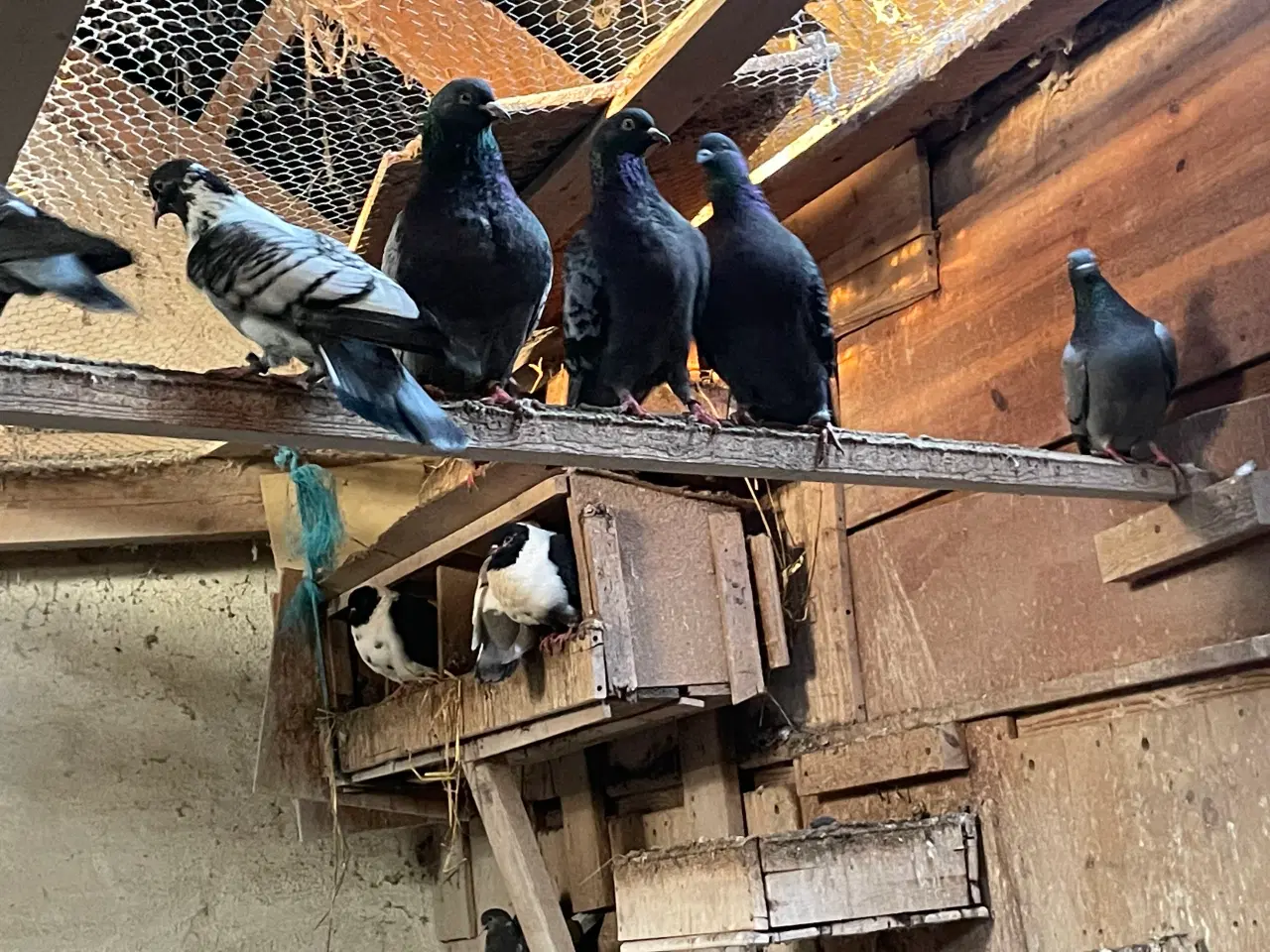 Billede 7 - 20 levende Duer 