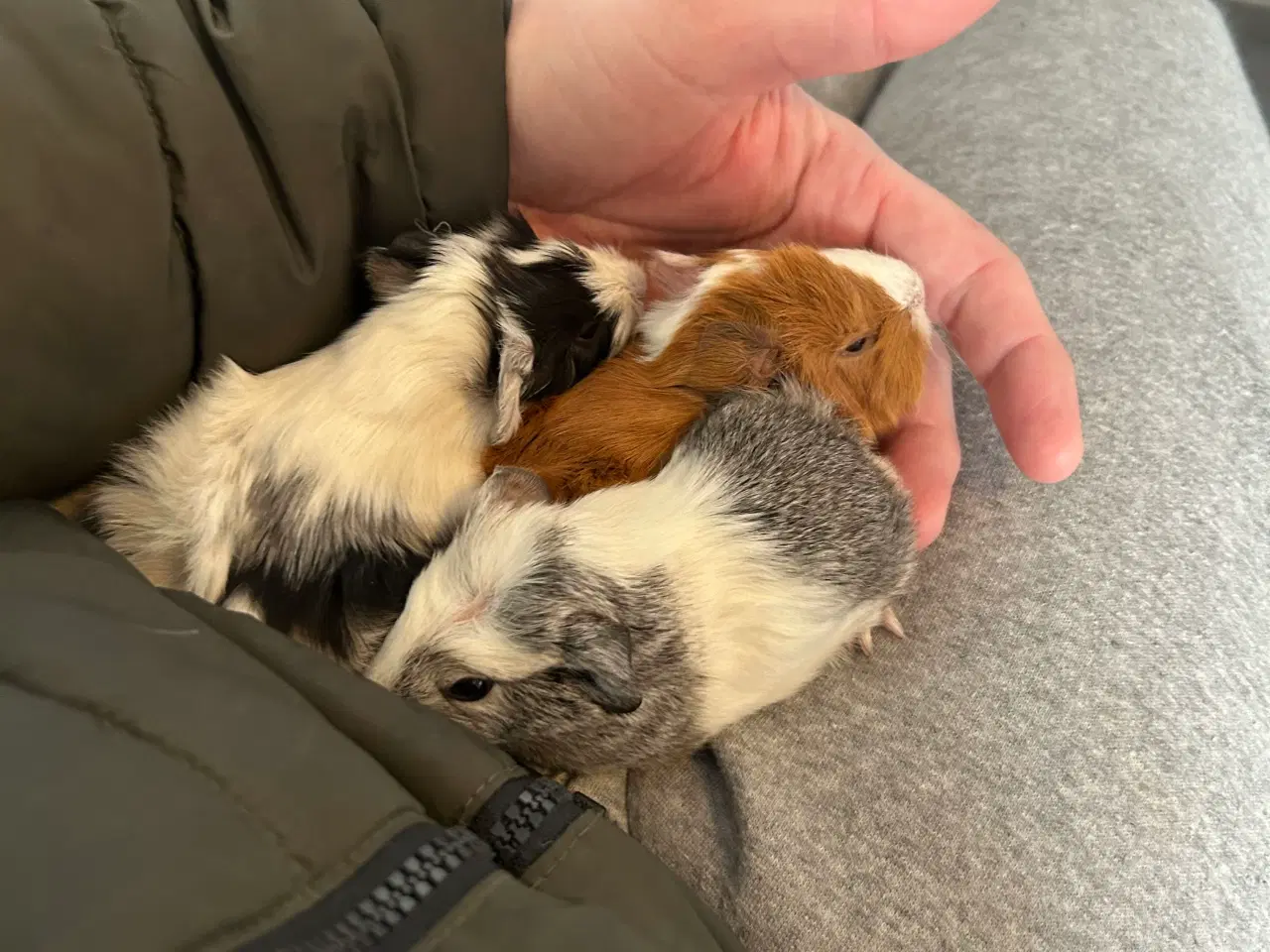 Billede 2 - Marsvine unger