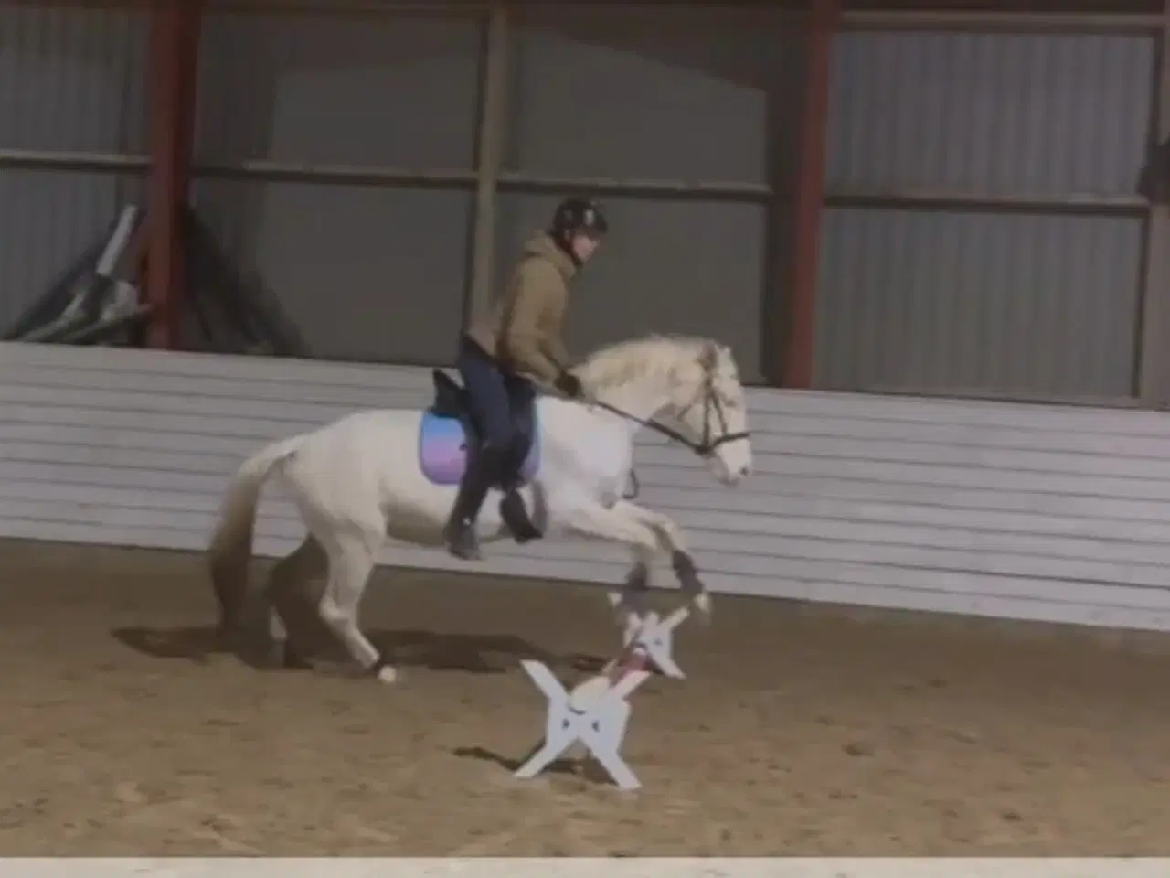 Billede 3 - Charmerende og tillidsfuld vallak søger nyt hjem.