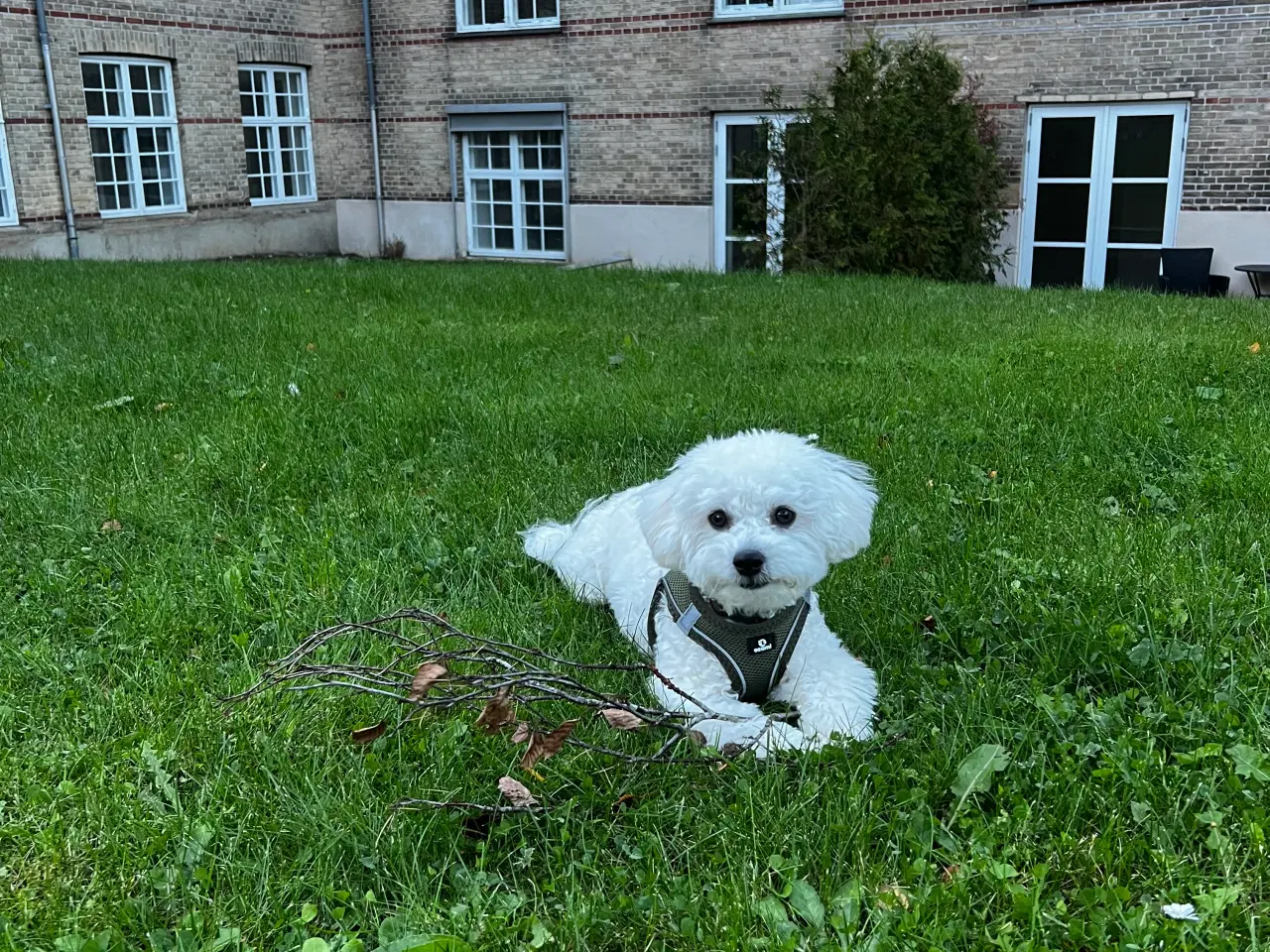 Billede 4 - Bedårende, kærlig og charmerende Bichon Frisé