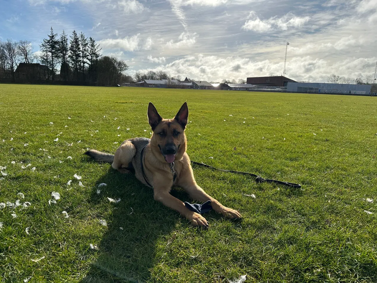 Billede 2 - Schæfer/Rottweiler hund