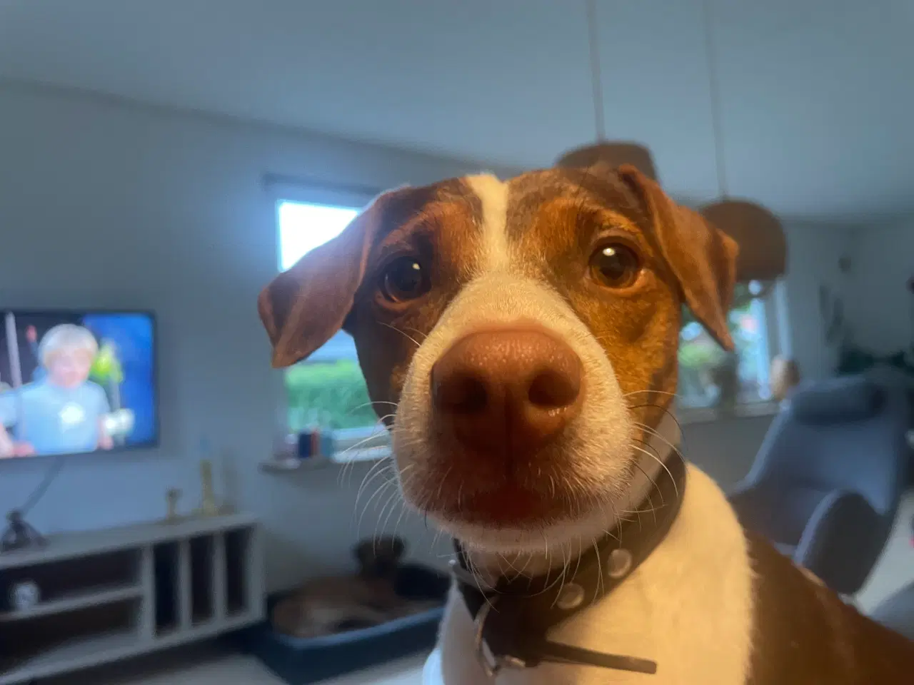 Billede 2 - Dansk svensk gårdhund