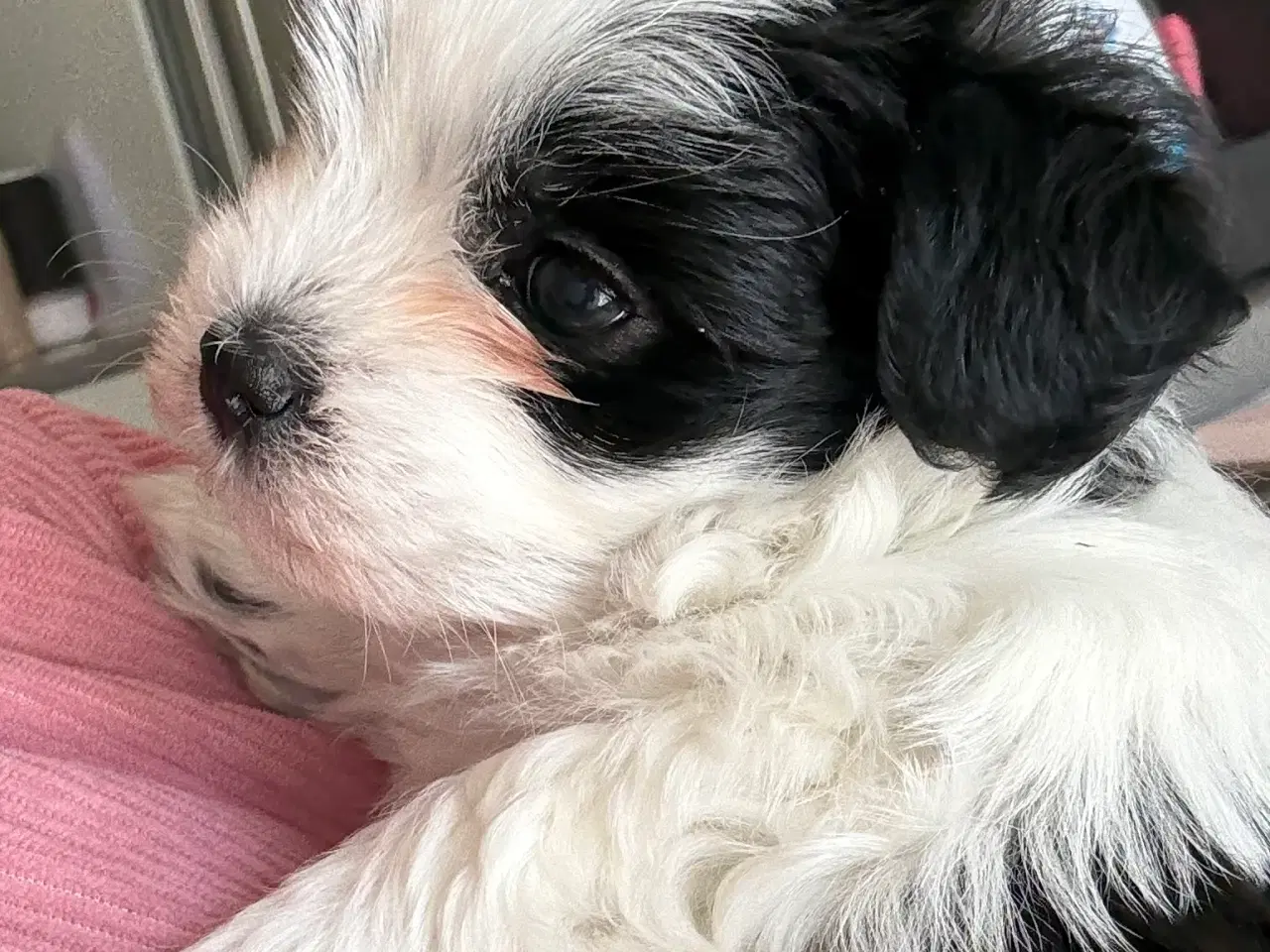 Billede 9 - Fræk Boomer han - klar til sit nye hjem❤️