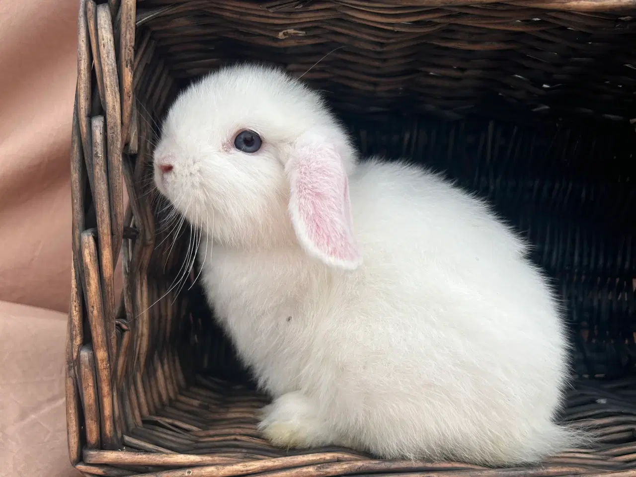 Billede 1 - Mini lop - BEW 