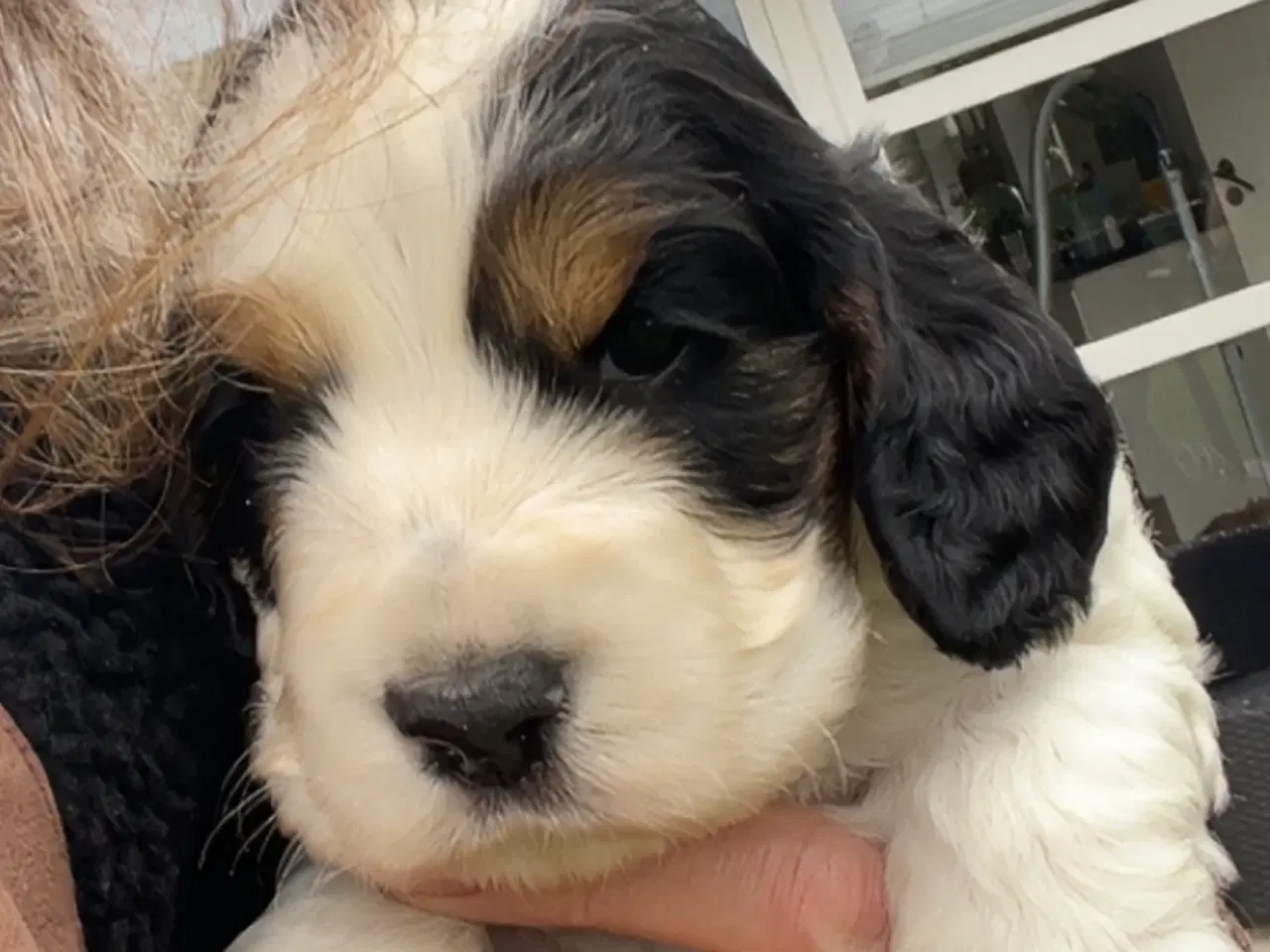 Billede 5 - Cocker Spaniel hvalpe klar til salg 18/5