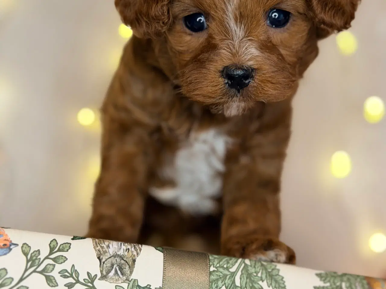 Billede 15 - Cavapoo dreng