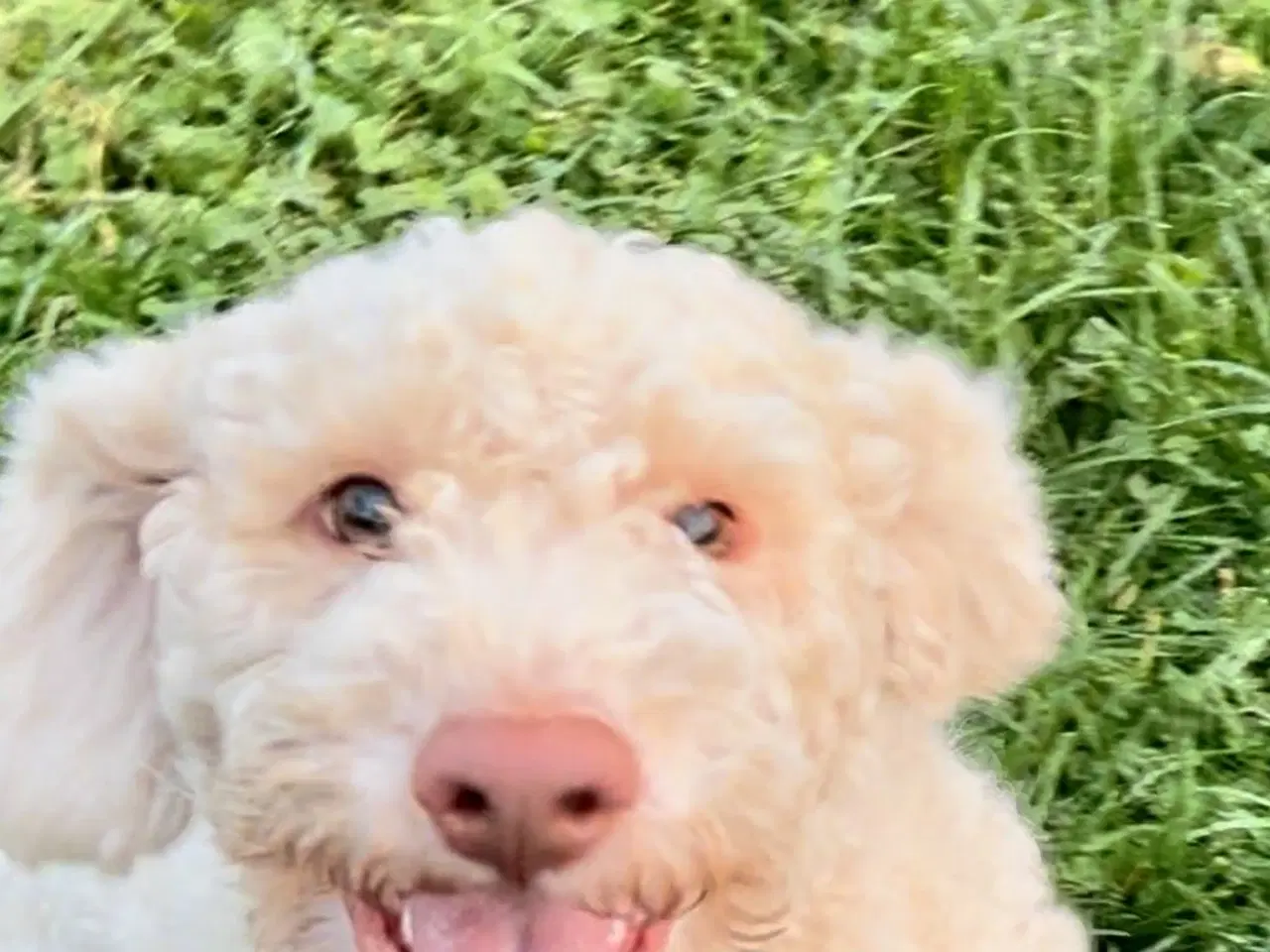 Billede 8 - Lagotto Romagnolo han sælges