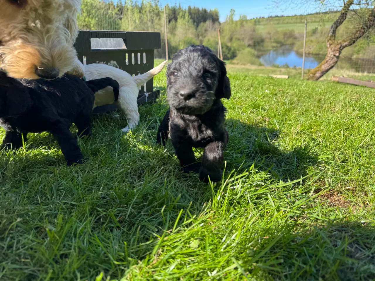 Billede 5 - Cockapoo / Cockerpoo / Doodle