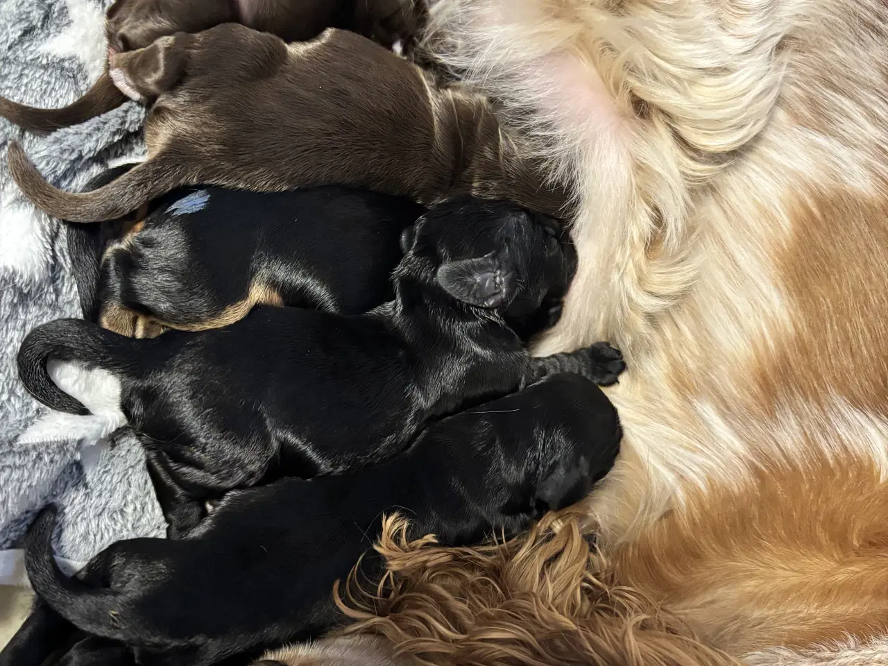 Billede 7 - Smukke Cockerhvalpe