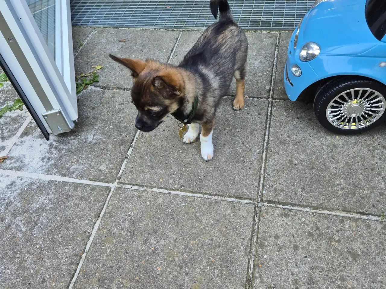 Billede 2 - Chihuahua hvalp