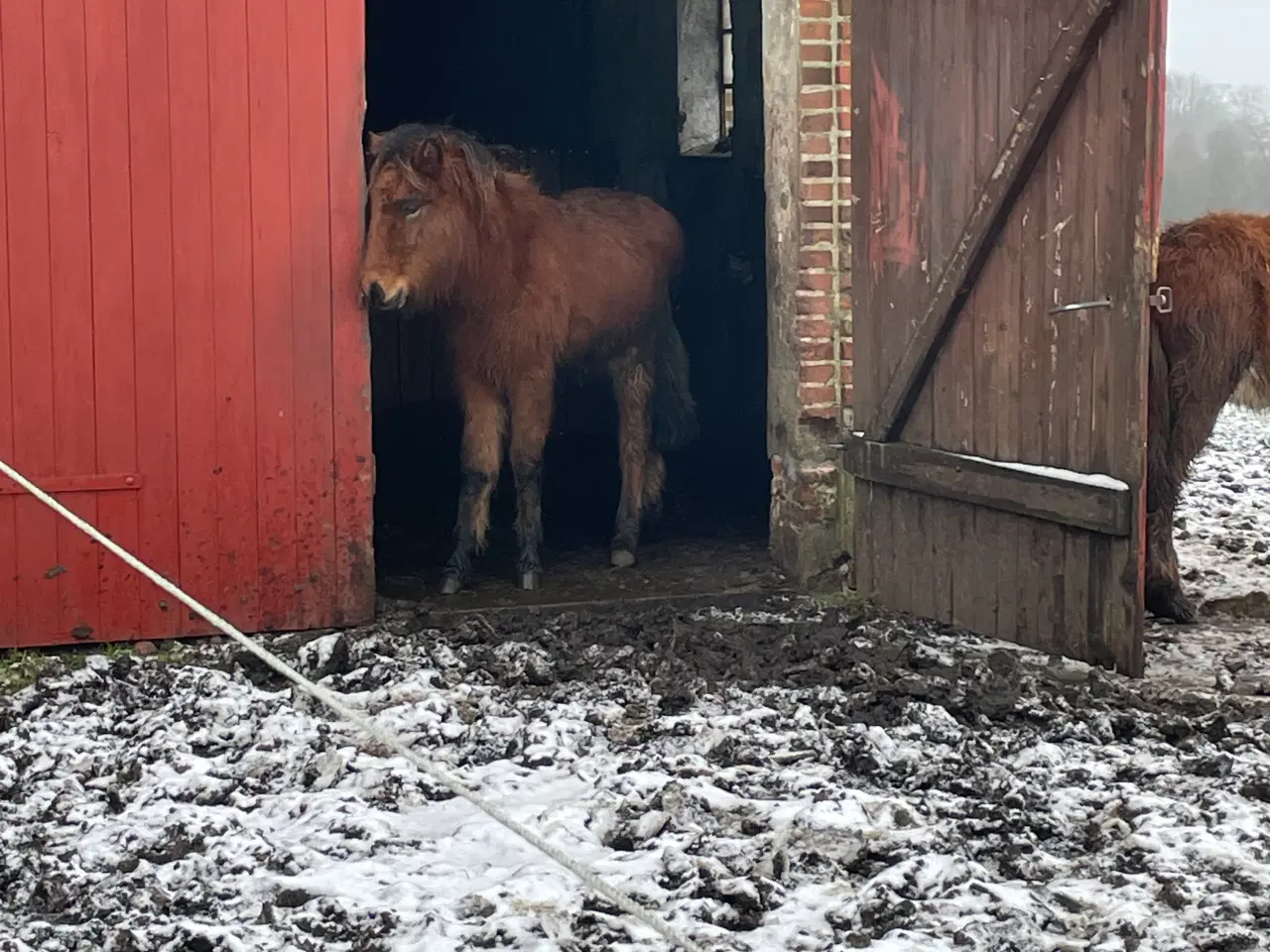 Billede 3 - Stort samarbejdsvilligt hingsteplag 