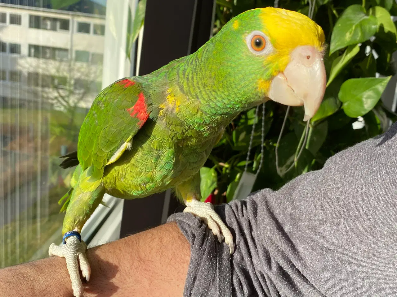 Billede 1 - Amazon papegøje 