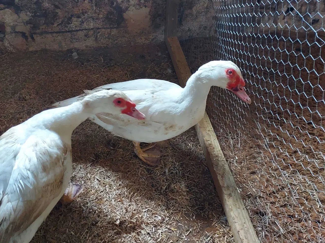 Billede 2 - Moskus andrikker 