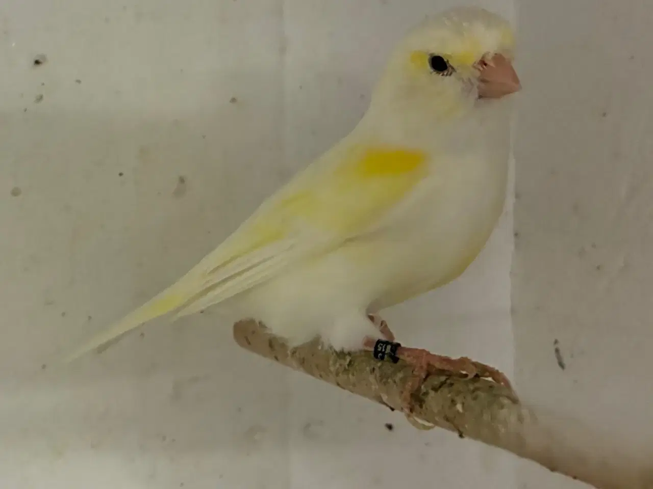 Billede 3 - Gul Mosaik