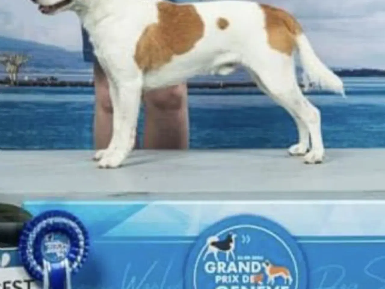 Billede 2 - Dansk svensk gårdhunde hvalpe 