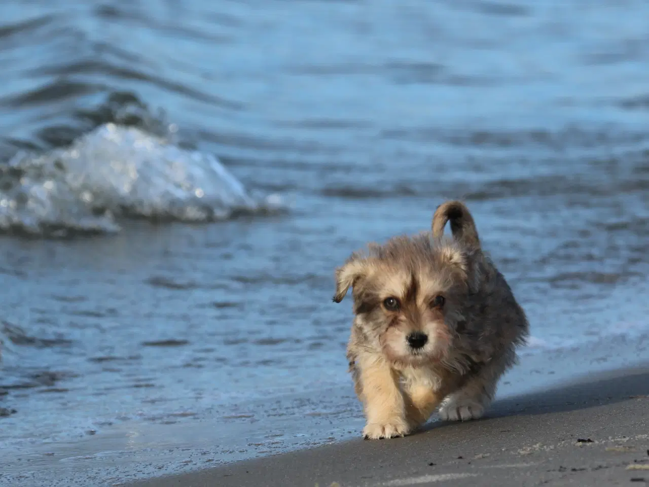 Billede 5 - Bichon havanais x cavalier king charles spaniel