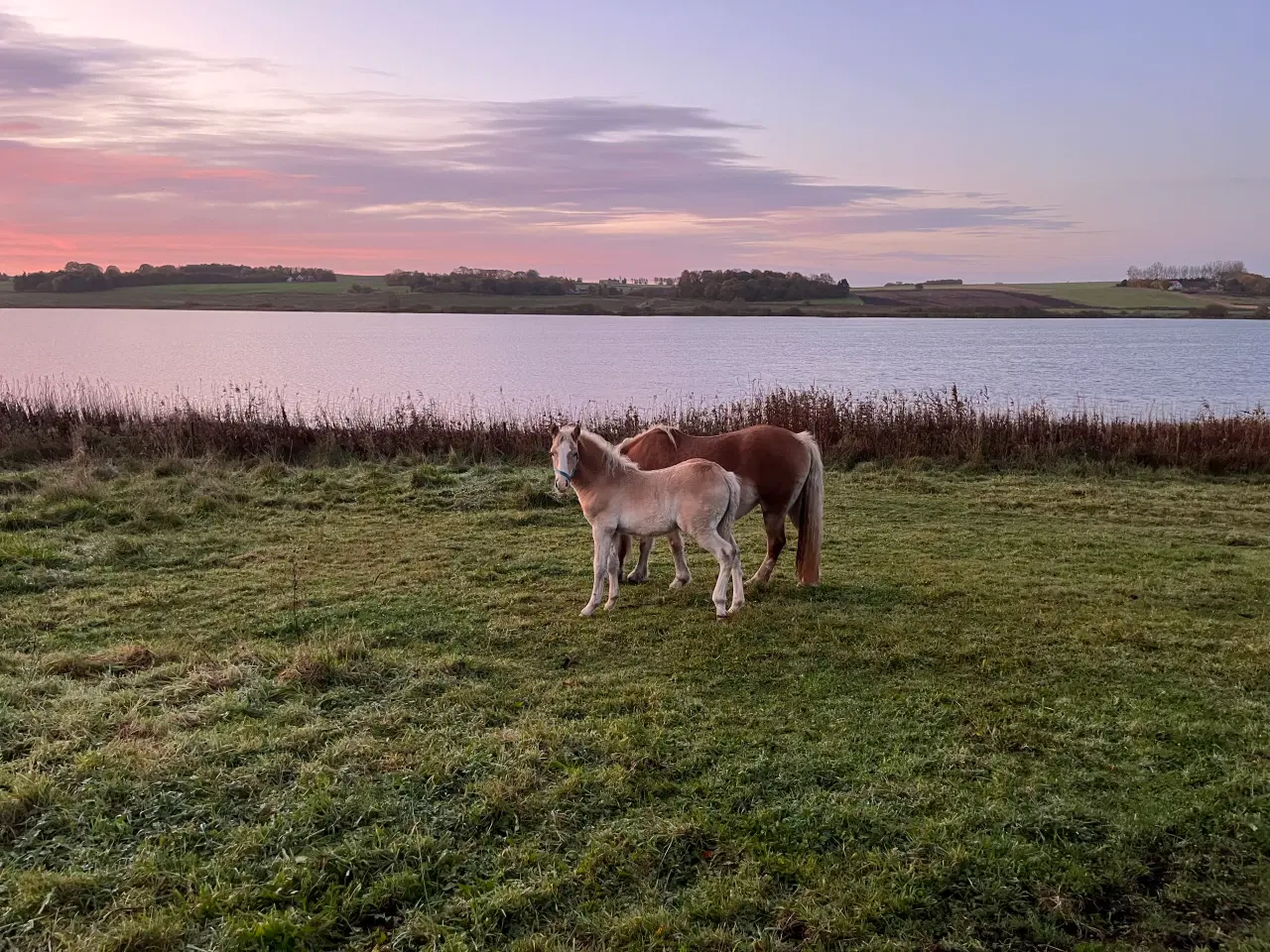 Billede 2 - Haflinger hingst 