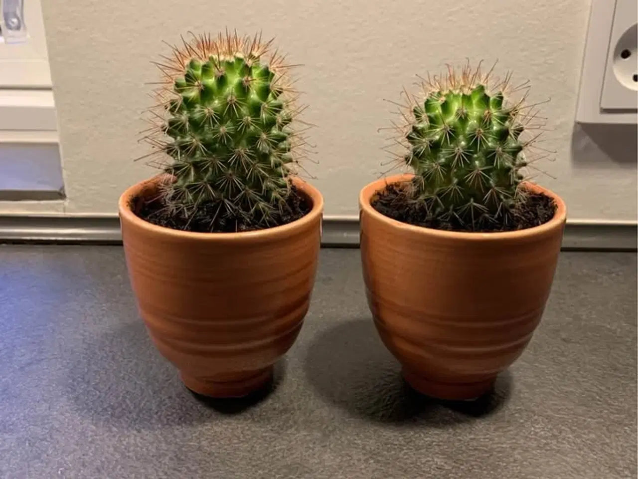 Billede 3 - Kaktus i urtepotte