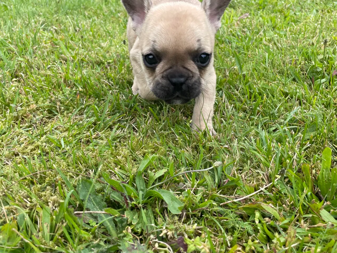 Billede 9 - Franske bulldog hvalpe