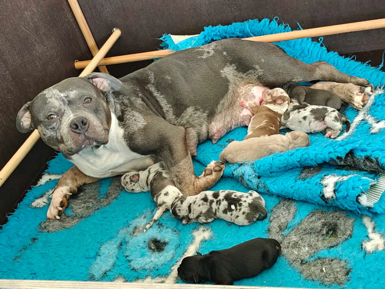 Billede 8 - American Bully 