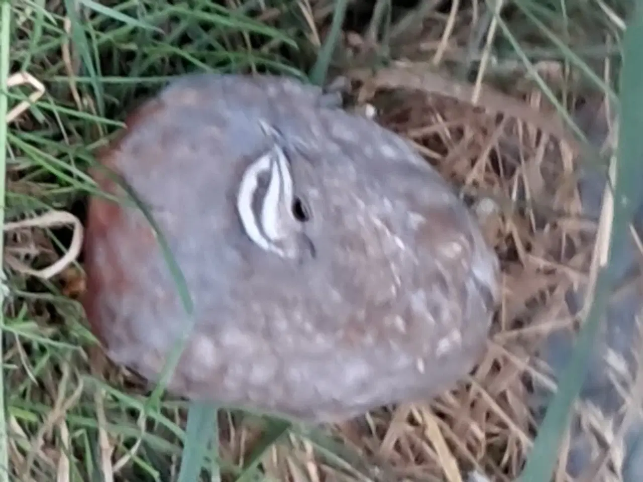 Billede 1 - Kinesisk dværgvagtler