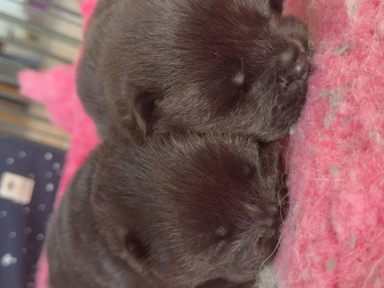 Billede 1 - Chow chow