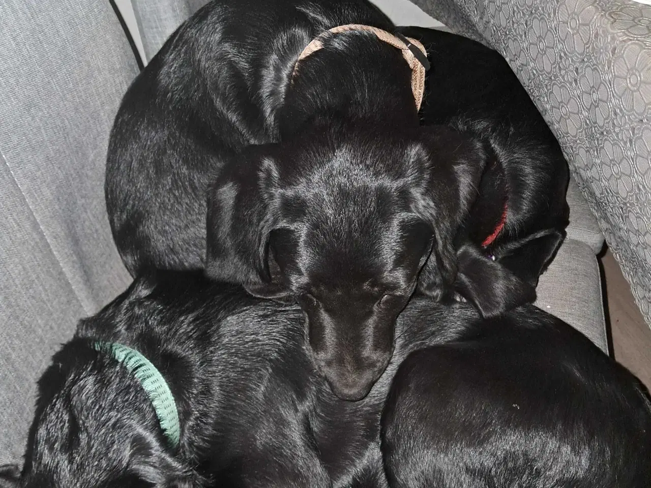 Billede 6 - Springador hvalpe