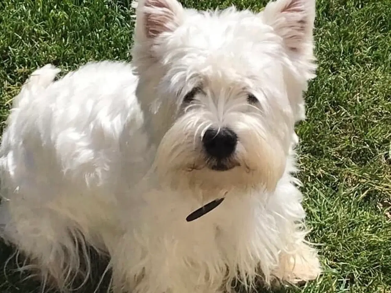 Billede 9 - West Highland White Terrier hvalpe