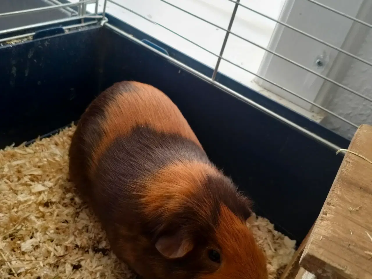 Billede 6 - To han marsvin søger nyt hjem
