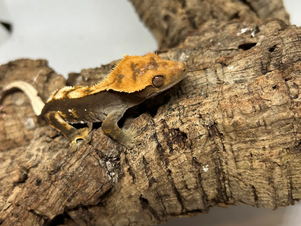 Billede 6 - Kronegekko ung han 