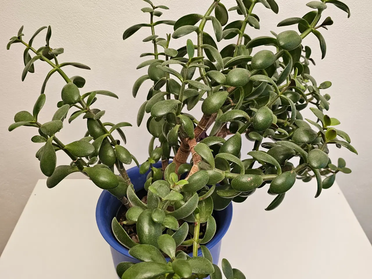 Billede 4 - Stor Crassula Ovata Plante 