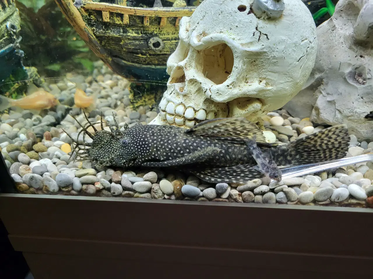 Billede 3 - Sugemaller 