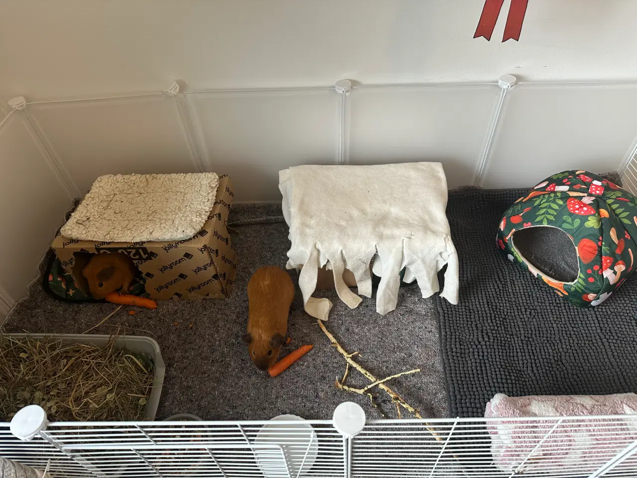 Billede 5 - To søde han marsvin søger nyt hjem