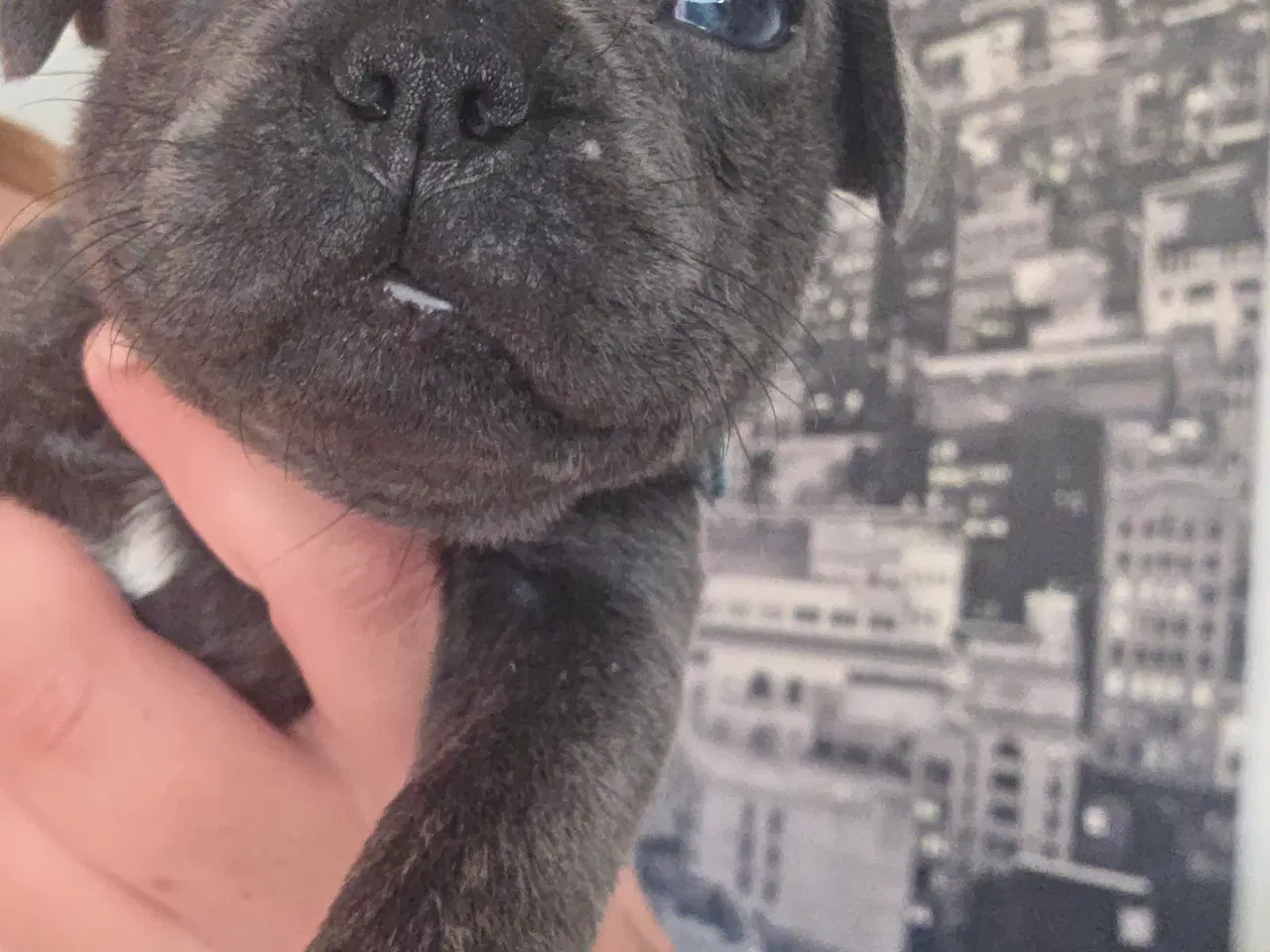Billede 2 - Fransk Bulldog hvalpe 