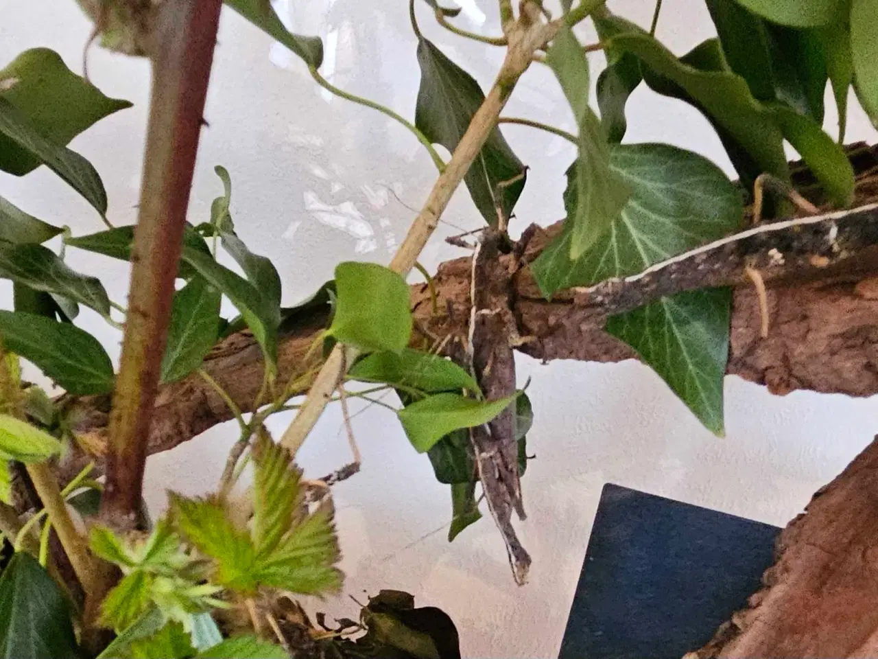 Billede 3 - Vandrende pinde sælges