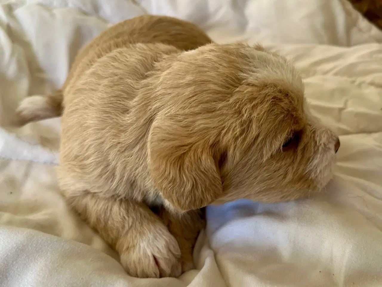 Billede 11 - Super skønne sociale Lagotto blandinger