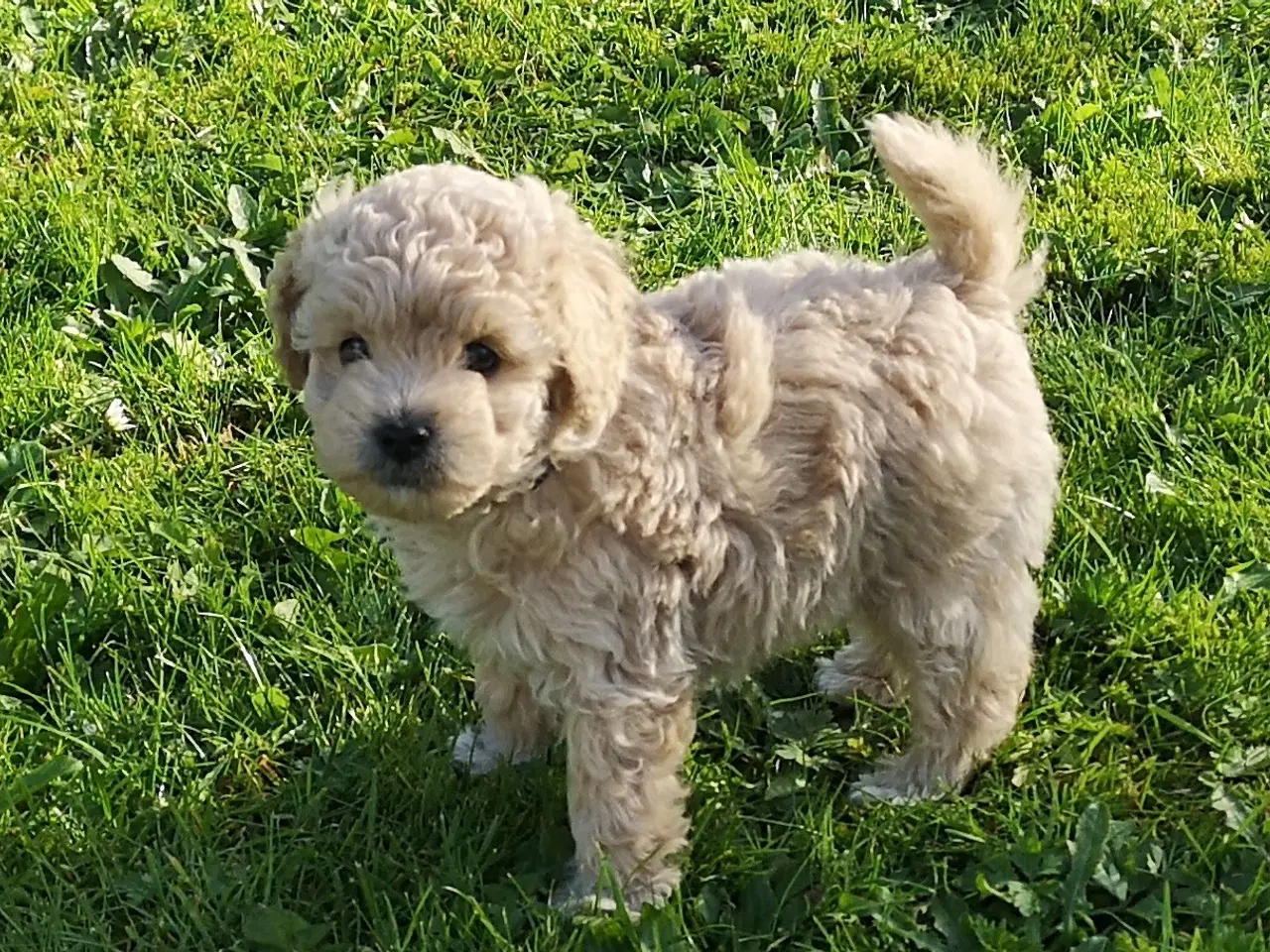 Billede 2 - Cavapoo hvalpe
