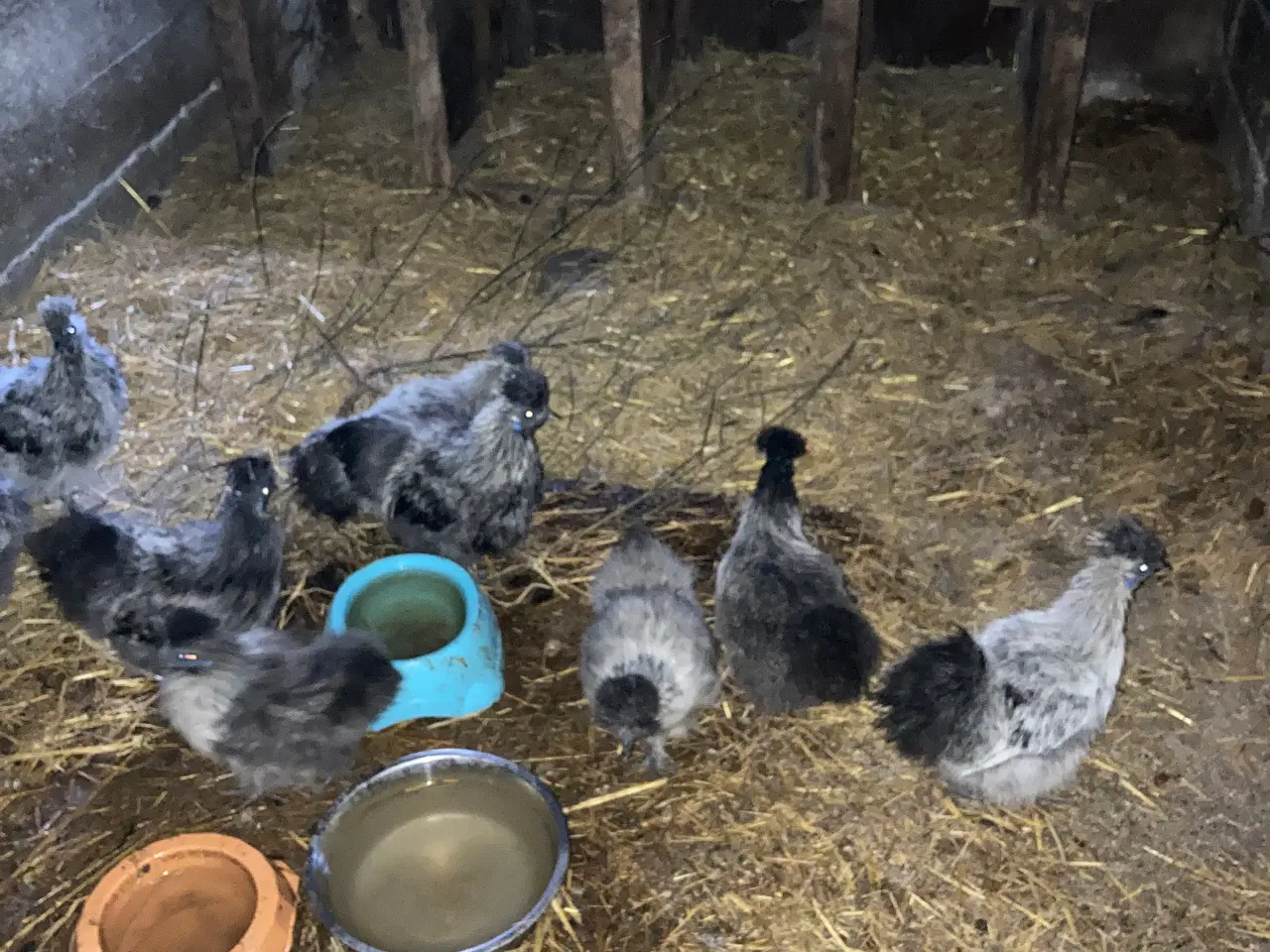 Billede 1 - Rene silke Høns