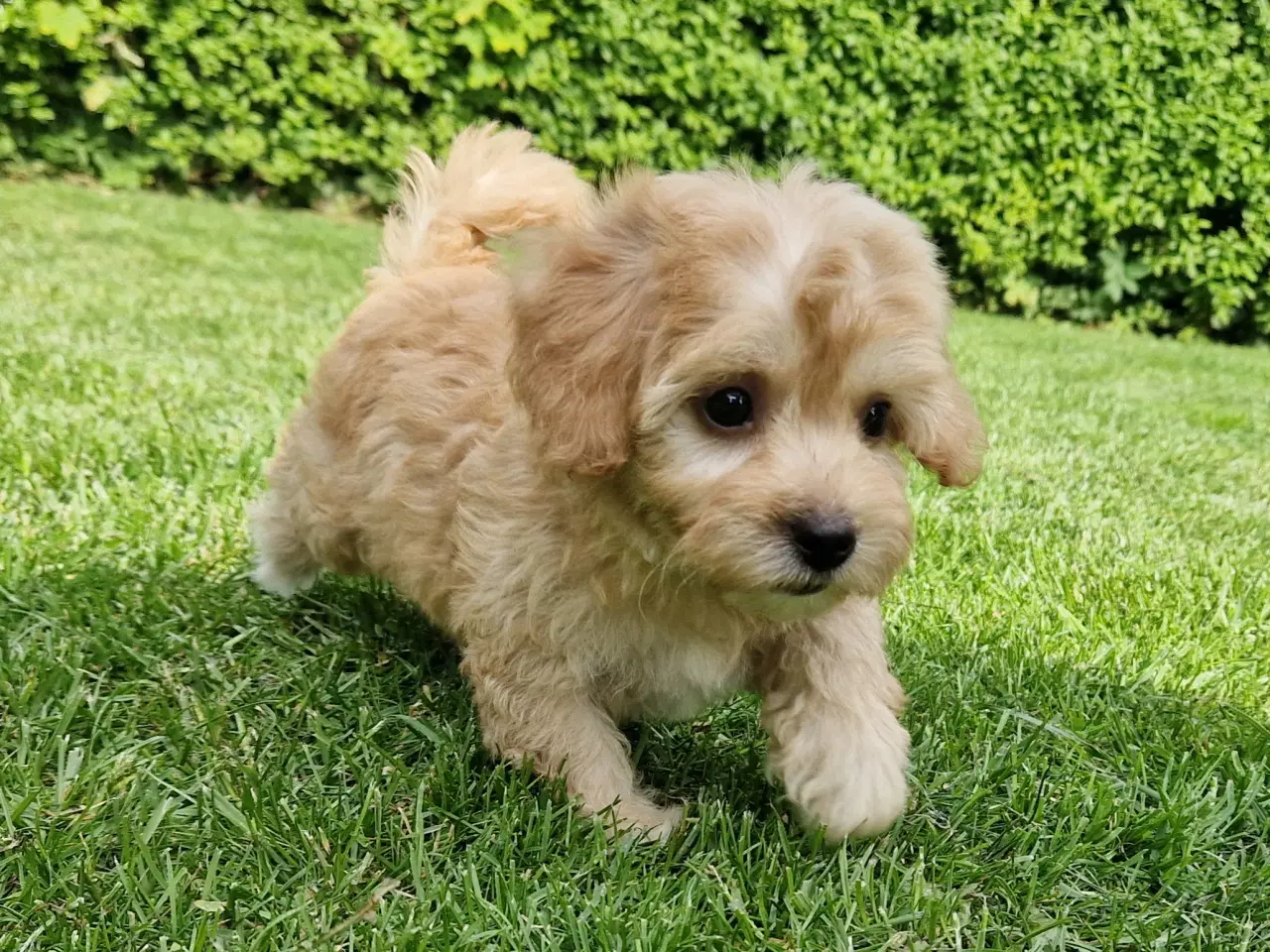 Billede 7 - Havapoo Bamser Puddel & Bichon Havanais