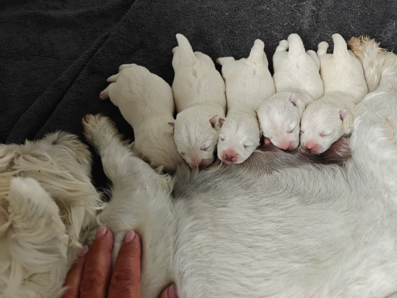Billede 5 - Westie hvalpe