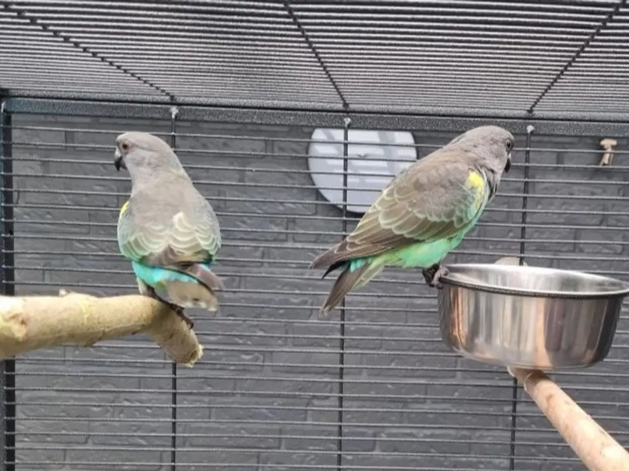 Billede 4 - Meyers papegøje - 10 mdr.