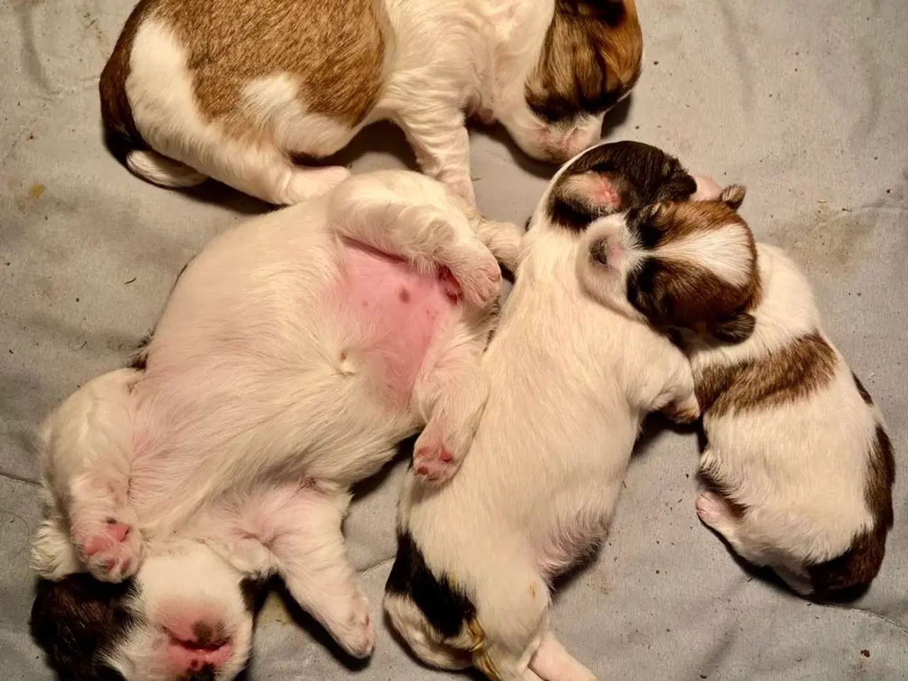 Billede 1 - Biewer Yorkshire terrier / Bolognese