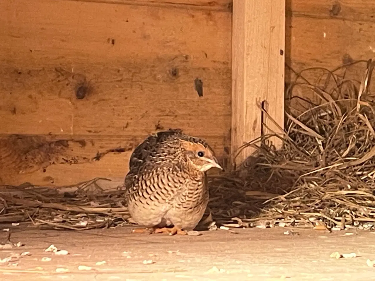 Billede 5 - Dværgvagtler naturfarvede sælges