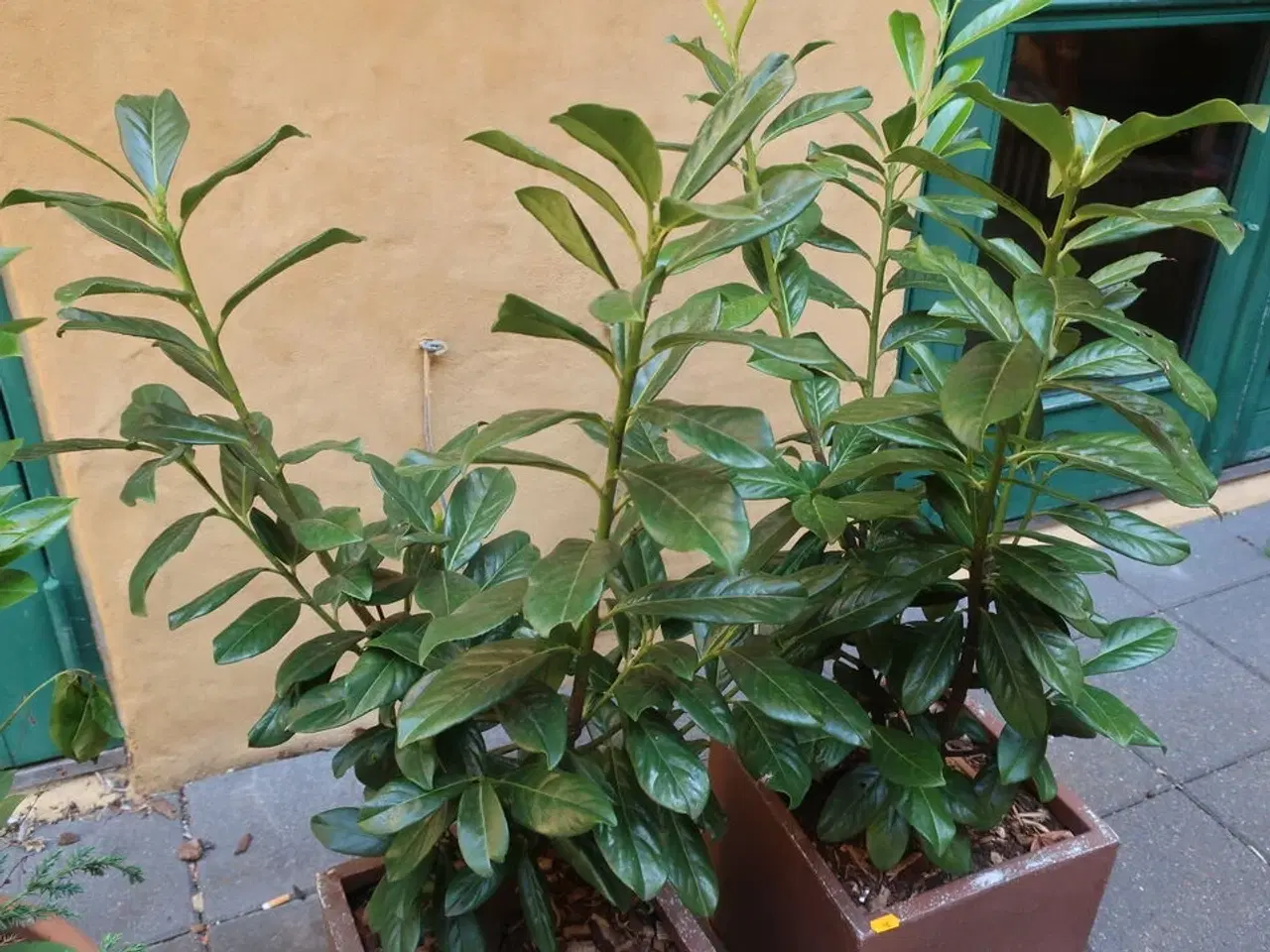 Billede 2 - 2 stk. planter