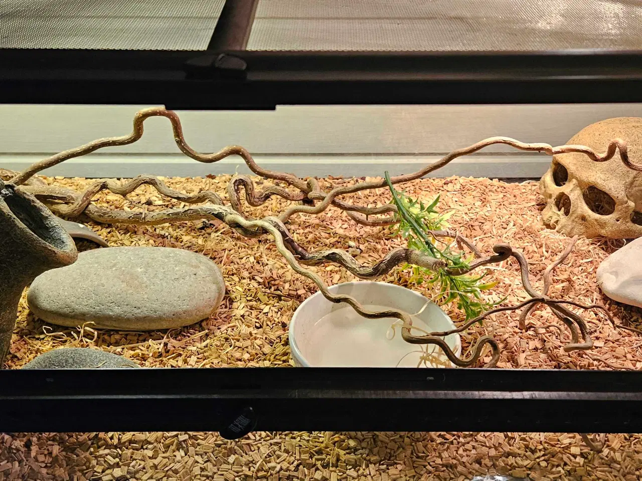 Billede 4 - Kornsnog inkl terrarie 